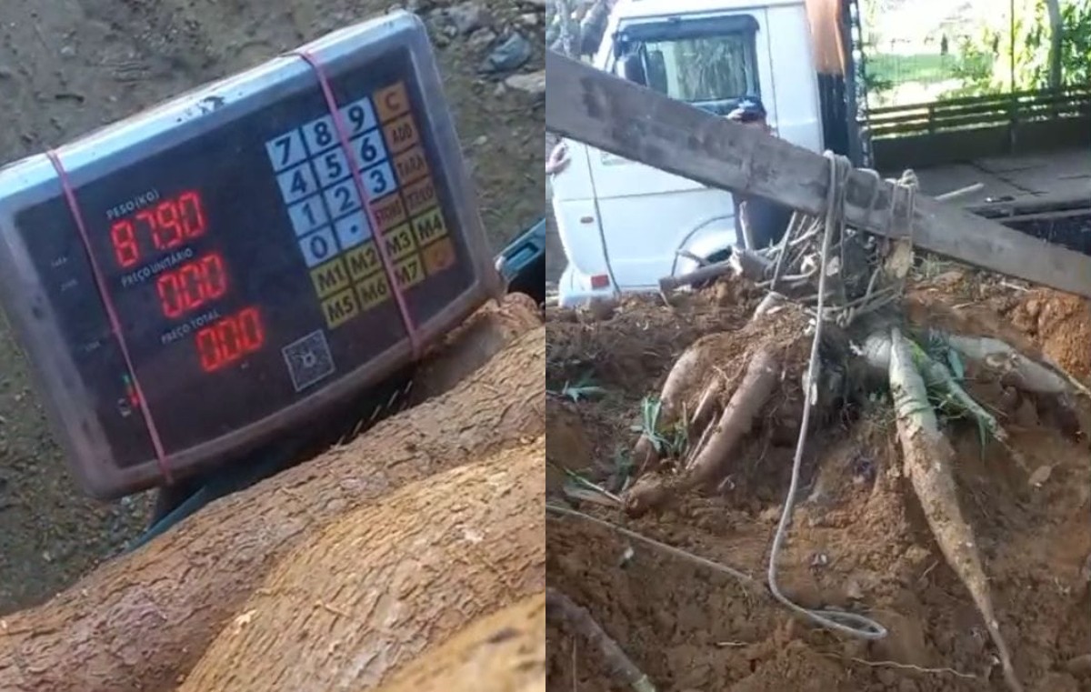 Família organiza 'força-tarefa' para colher pé de mandioca gigante de 84 kg em SC: 'Não tinha noção'