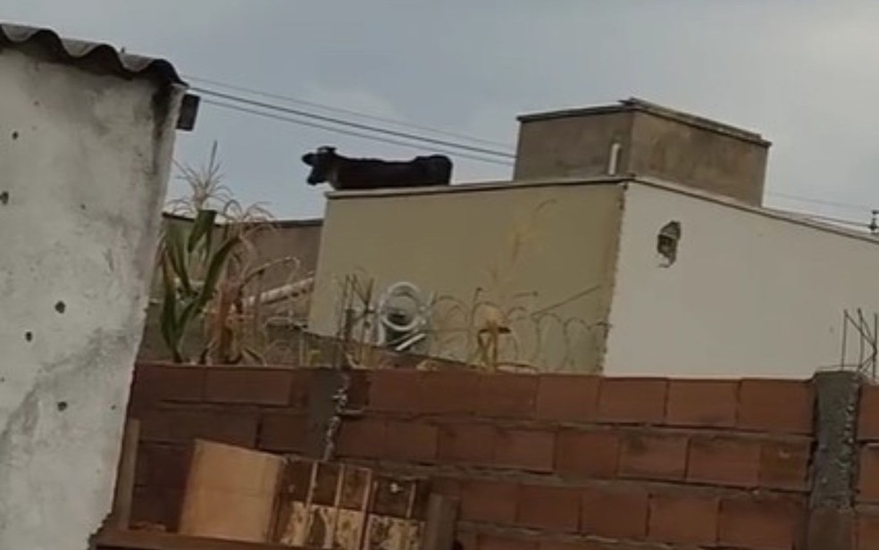 Bezerro é flagrado em cima de casas em Goiás — Foto: Reprodução/TV Anhanguera