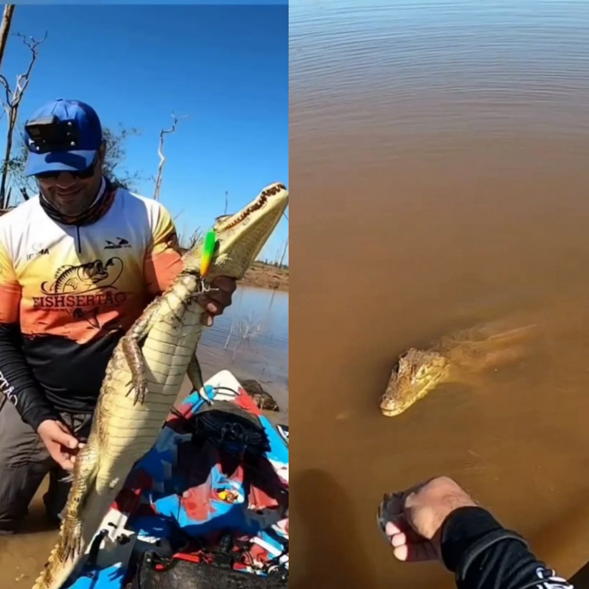 Pescador faz 'amizade' com jacaré após fisgar animal por engano em RO: 'queria passear de caiaque'