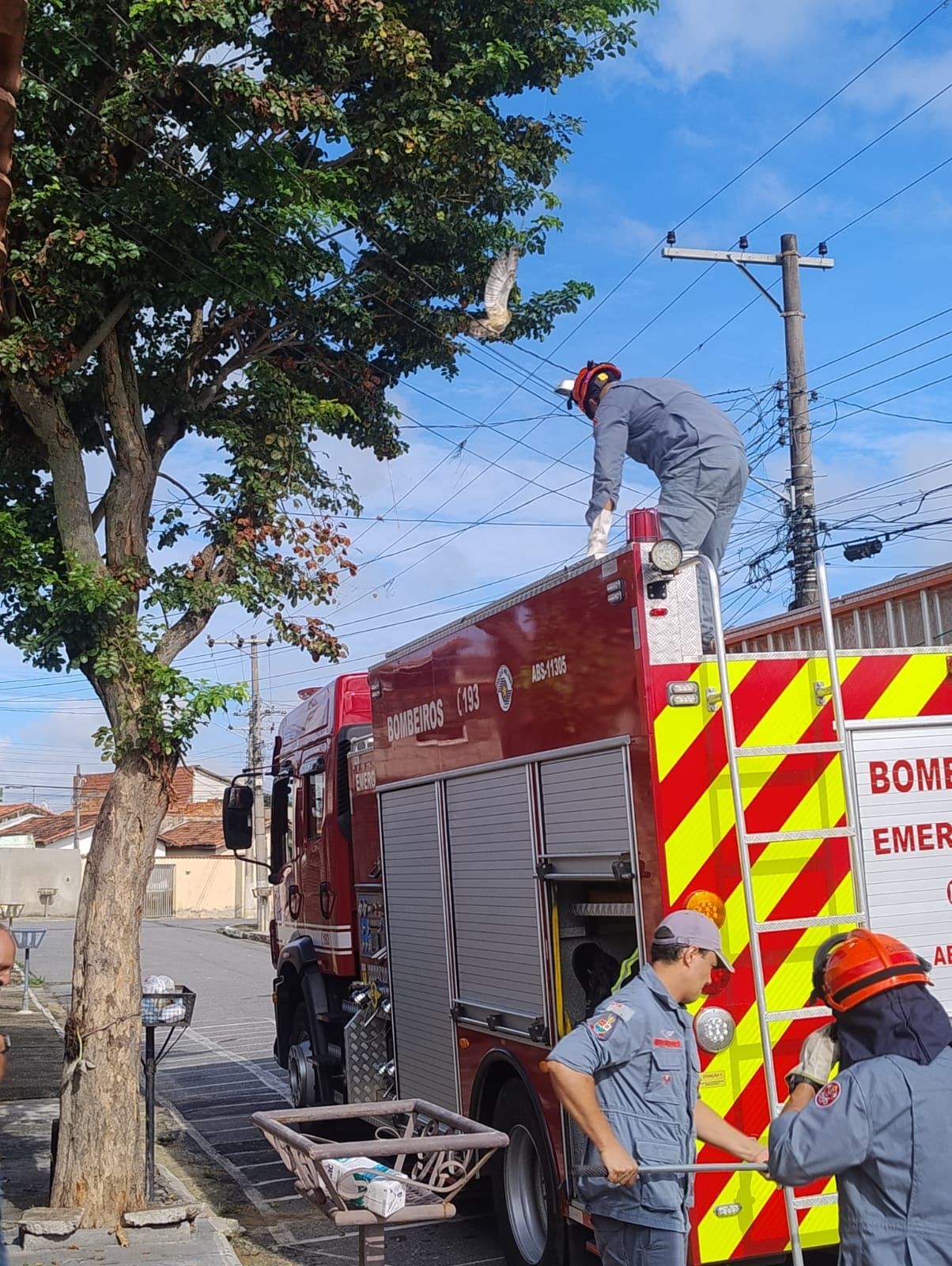 Coruja é resgatada após ficar enroscada em fio de telefone em Cachoeira Paulista, SP