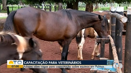 Adapec abre capacitação gratuita sobre equinos para médicos veterinários