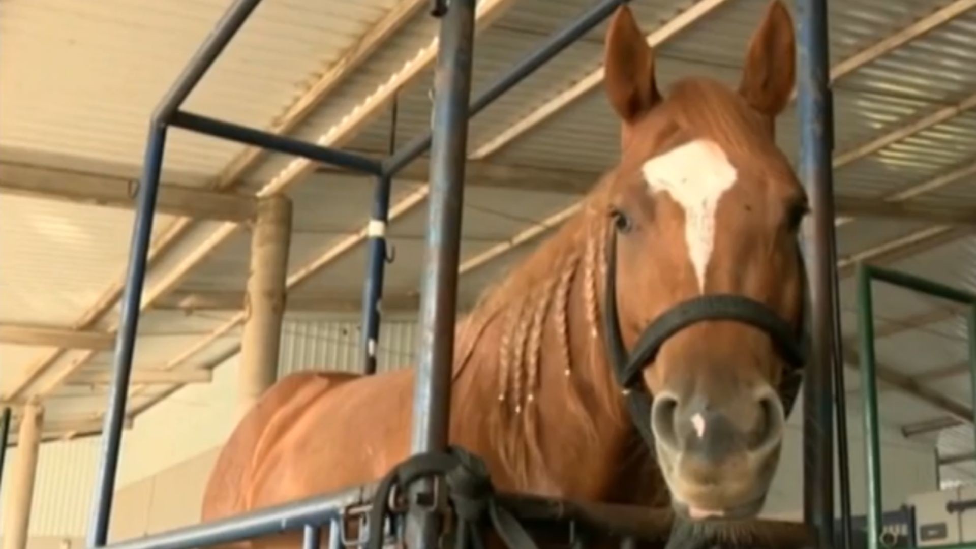 Morte de mais de 230 cavalos é investigada por suspeita consumo de ração contaminada