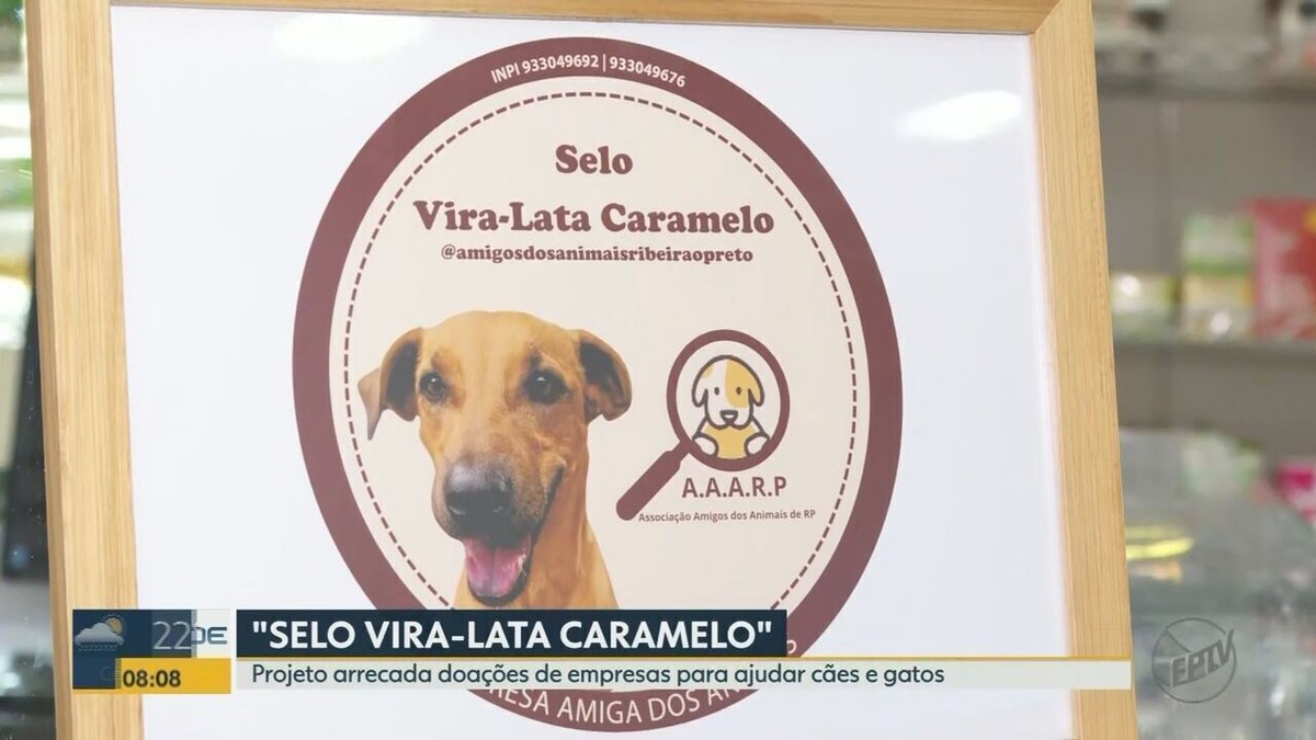 Les entreprises obtiennent un sceau si elles aident les animaux abandonnés à Ribeirão Preto ;  comprendre |  Ribeirão Preto et Franca