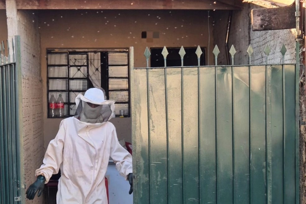 Colmeia embaixo do sofá em Igaraçu do Tietê (SP) — Foto: Reprodução/Defesa Civil