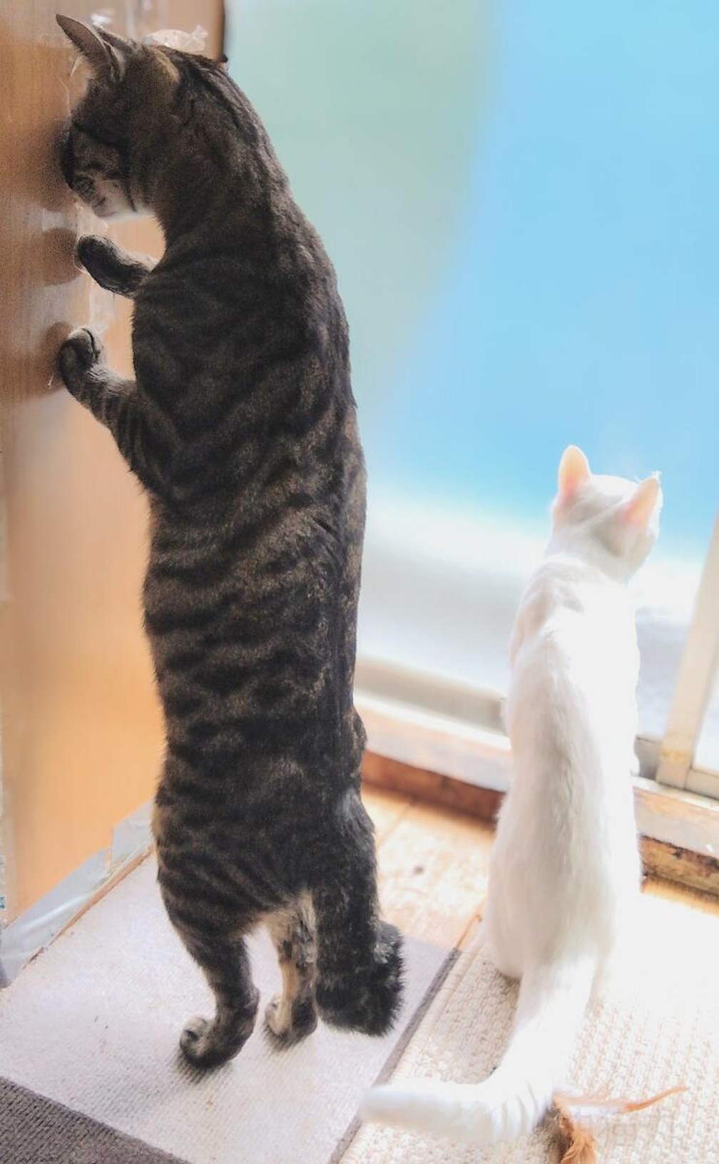 "Continue vigiando", finalista do Comedy Pet Photo Awards — Foto: Yasudu Aburanekomaru/Comedy Pets
