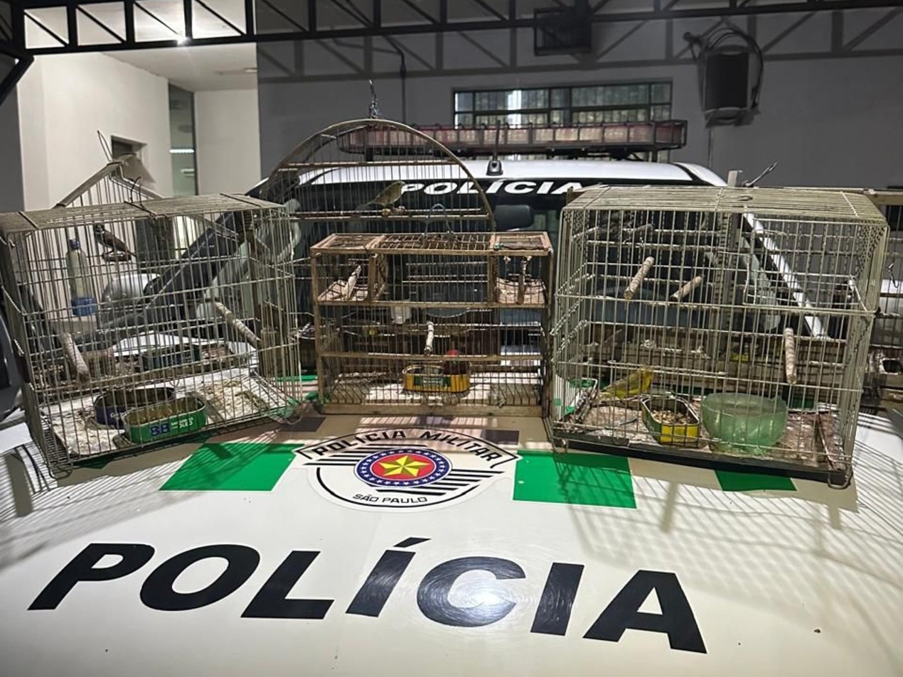 Homem é multado em R$ 3,5 mil por manter canários e coleirinhos em cativeiro no interior de SP