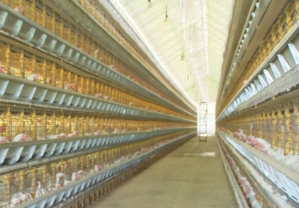 Queiroz é uma das maiores produtoras de ovos do país — Foto: TV TEM/ Arquivo