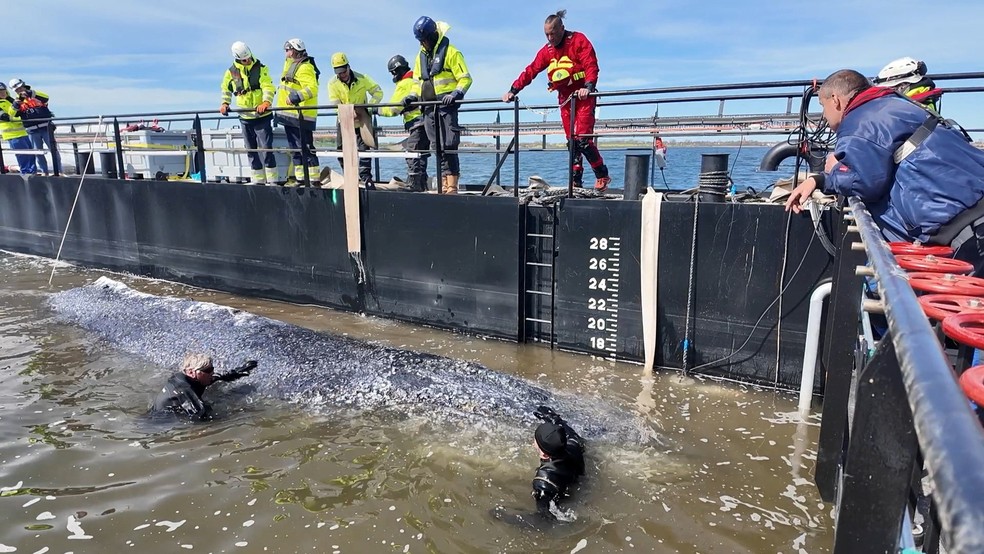 Pessoas ajudam baleia jubarte encalhada a entrar em barcaça durante resgate em águas rasas do Mar Báltico, perto da ilha de Poel, Alemanha, em 28/04/2026. — Foto: NonstopNews/Schwarck via Reuters