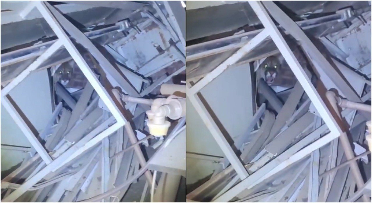 Onça-parda é resgatada em empresa de Salto; vídeo