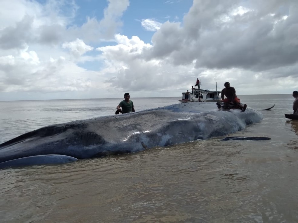 Baleia encalha no rio Amazonas, em trecho que passa pelo município de Chaves, no Marajó, PA. — Foto: Reprodução / Tv Liberal