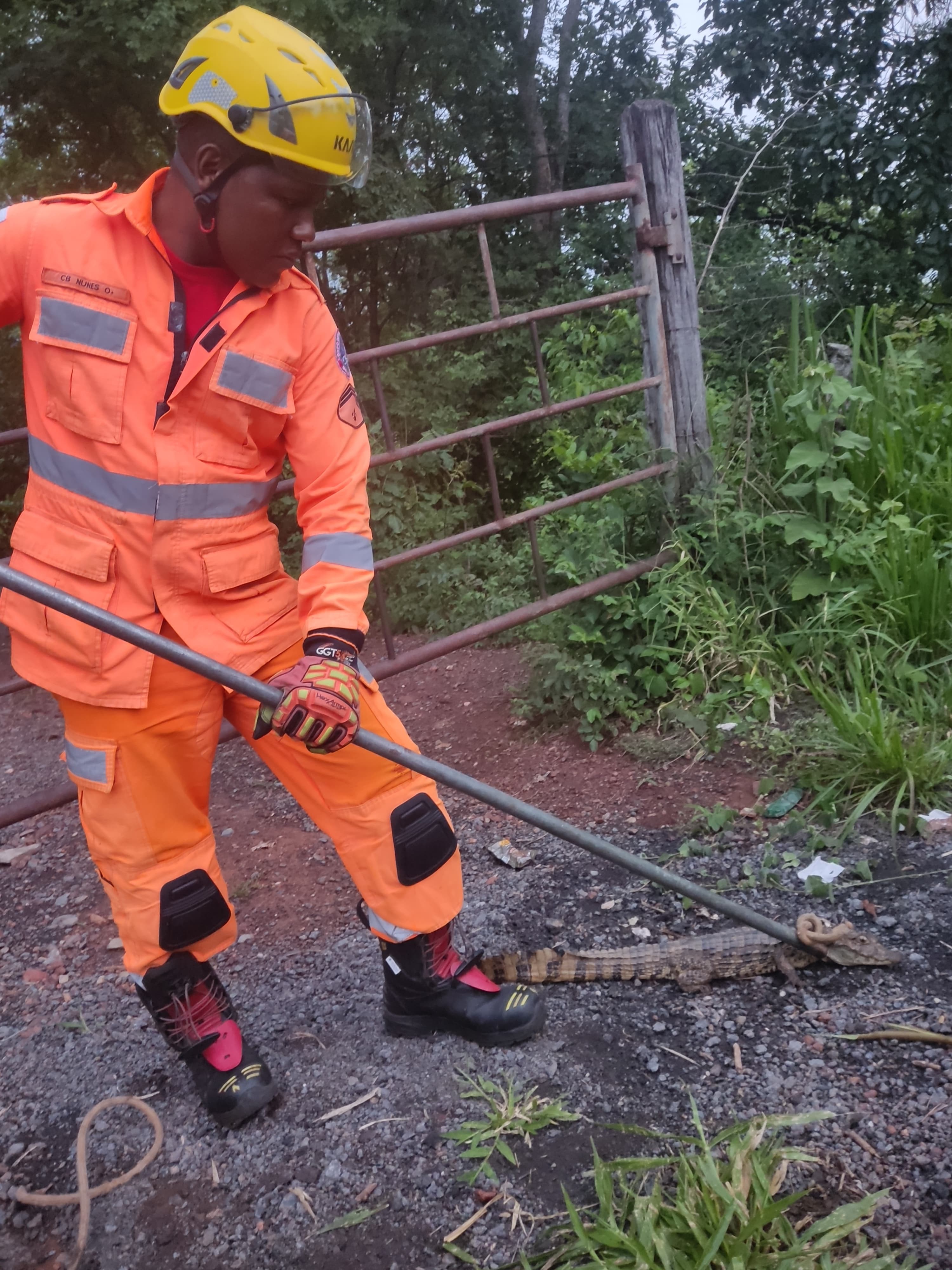 Jacaré é capturado pelo Corpo de Bombeiros em lote vago, em Bocaiúva