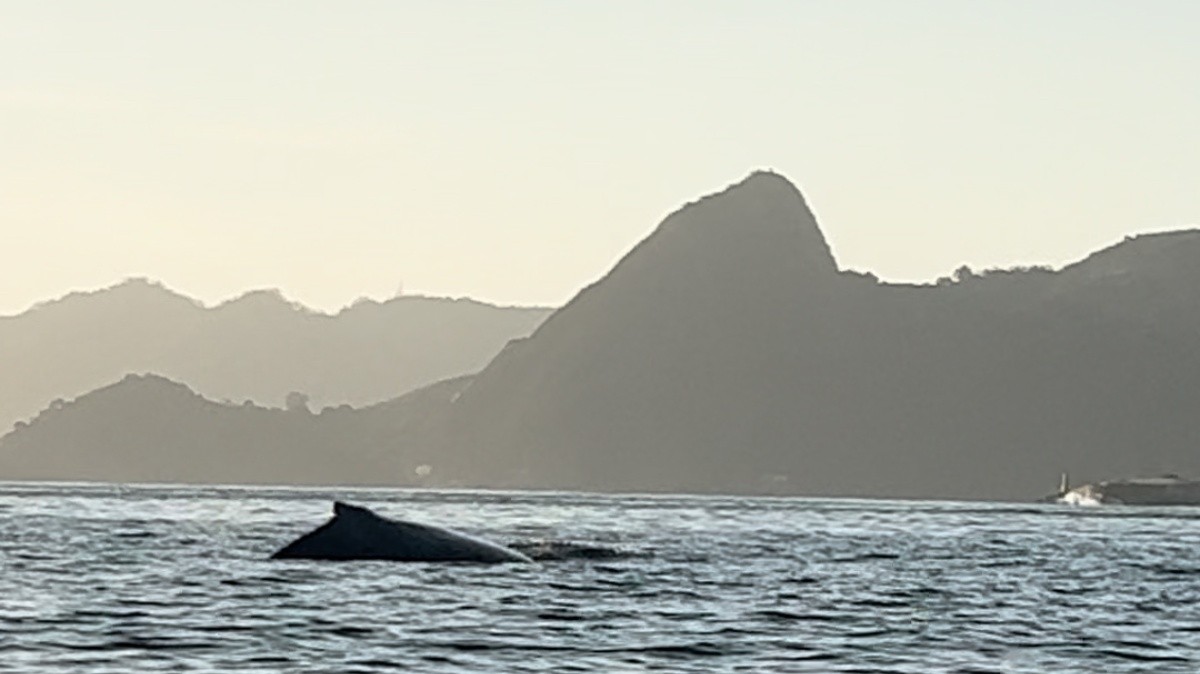 Golfinhos e baleias encantam moradores com aparições na Baía de Guanabara