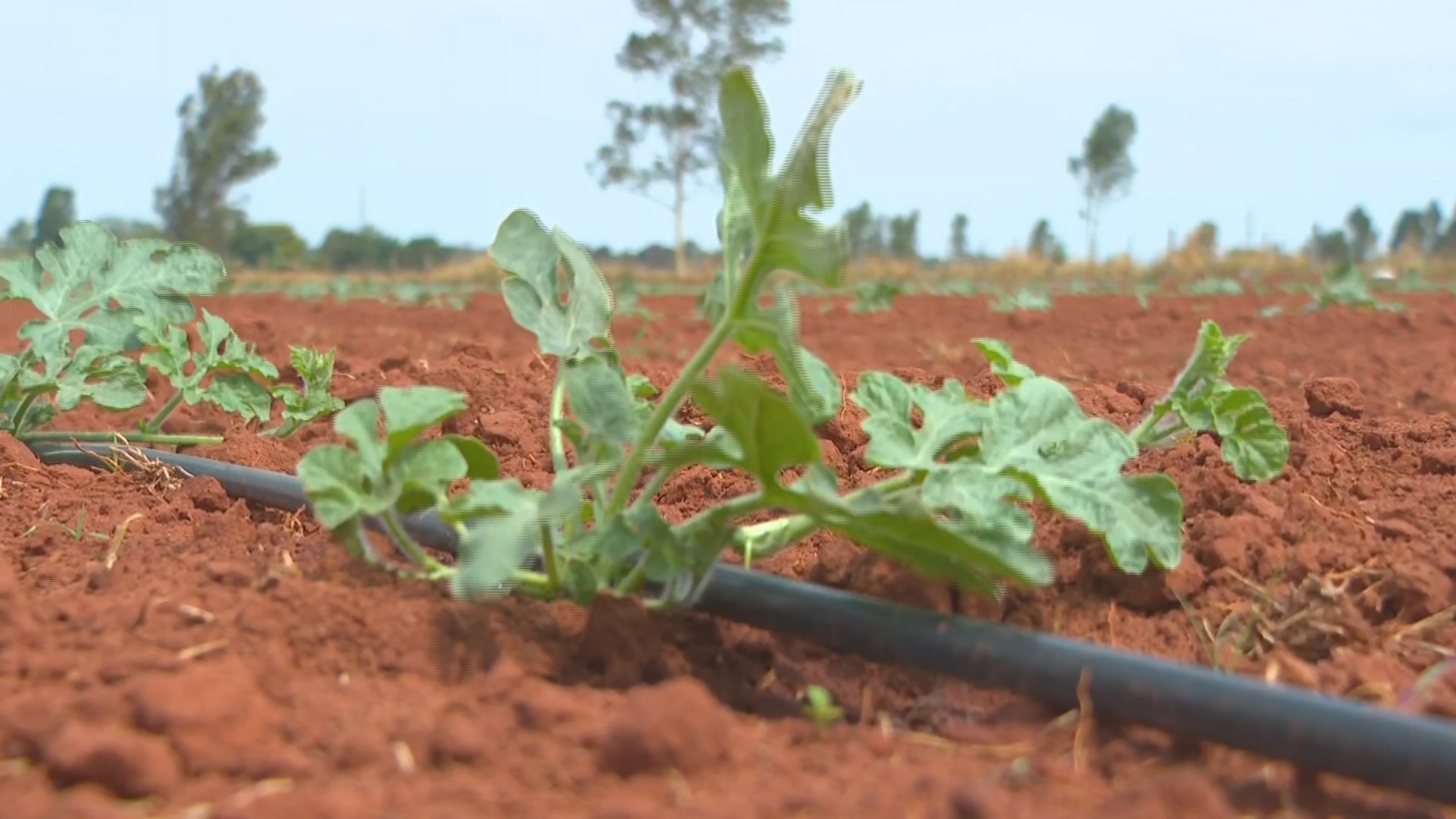 Você Não Tá Convidada pro Meu Bat Mitzvá!