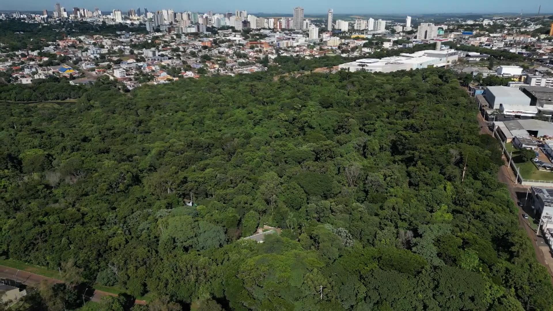 Áreas de vegetação nativa diminuíram e estão mais isoladas no Paraná, aponta levantamento