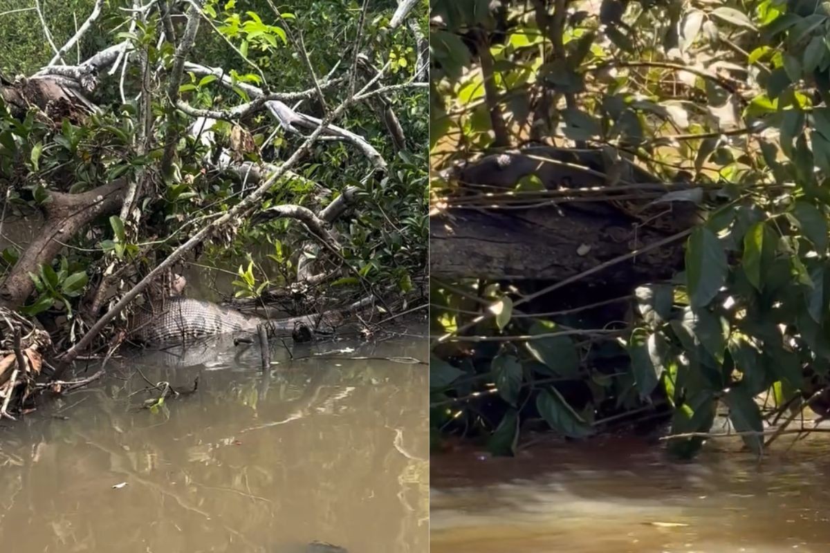 VÍDEO: amigos se assustam com sucuris durante passeio de caiaque em rio de MS