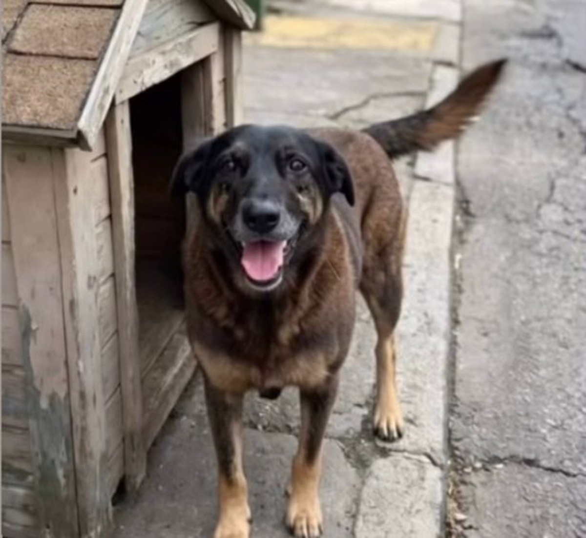 Cão Orelha: Operação cumpre mandados contra investigados por maus-tratos a cachorro comunitário em Florianópolis