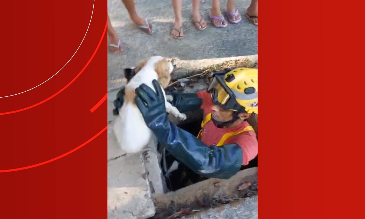 Filhote de cachorro é resgatado após ficar preso em bueiro de 15 metros em Manaus