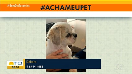 Tutores pedem ajuda para encontrar cachorrinho Bob em Palmas