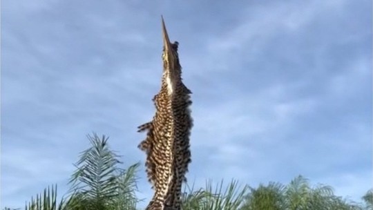 Biólogo registra pássaro socó-boi em momento inusitado no Pantanal - Foto: (Reprodução)