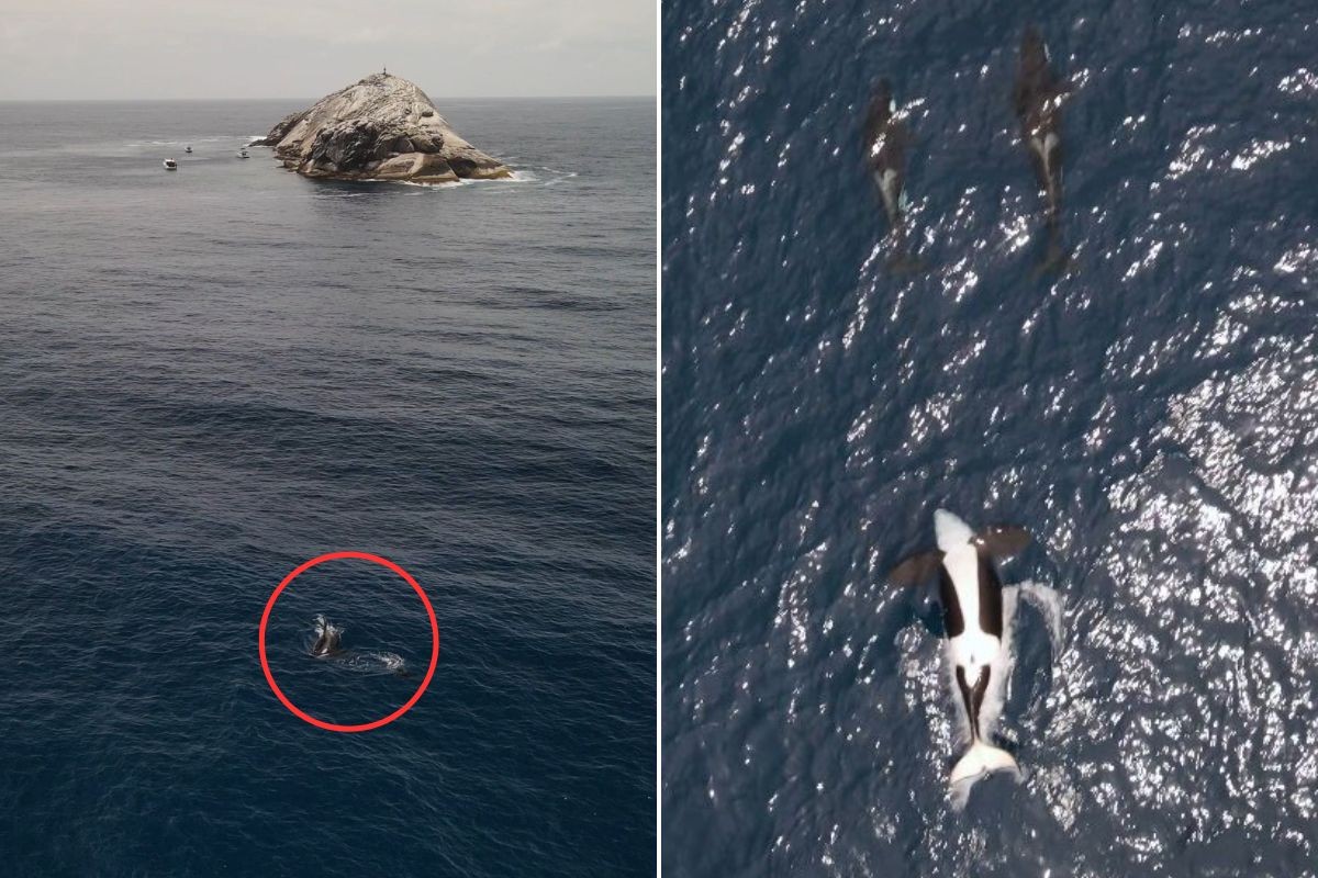 Monitor ambiental encontra orcas no 1° parque marinho de SP