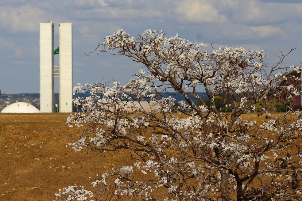 Antonio Cordeiro fotografou um ipê branco no DF — Foto: VC no g1