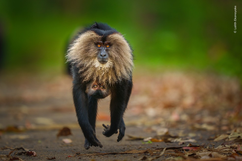 Fêmea de macaco-leão-de-cauda-cabeluda corre com o filhote agarrado ao corpo em uma área urbana da Índia. — Foto: Lalith Ekanayake – Wildlife Photographer of the Year – People’s Choice Award 2026