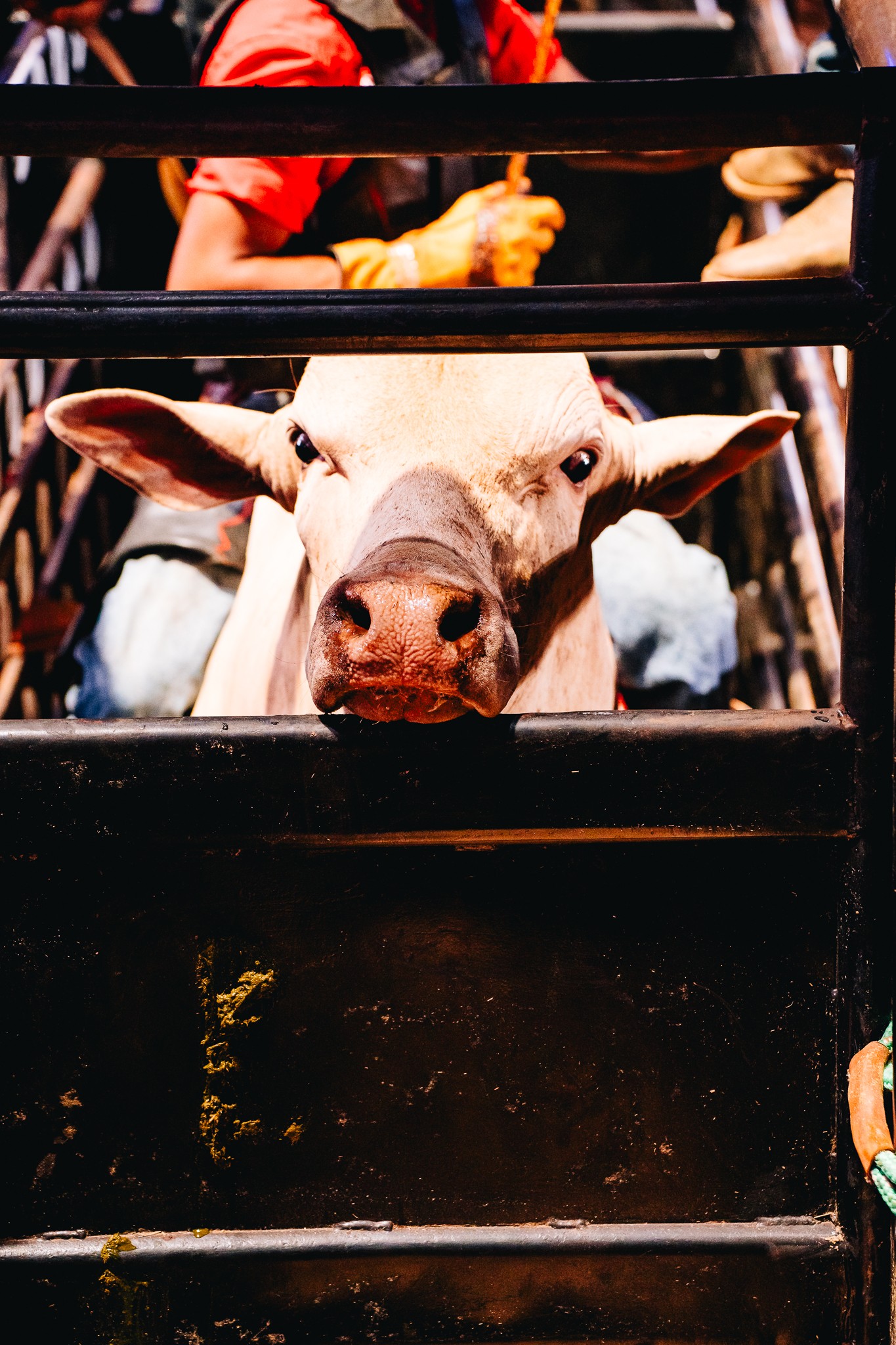 Peão paraense se consagra campeão da montaria em touros no Ribeirão Rodeo Music 2026
