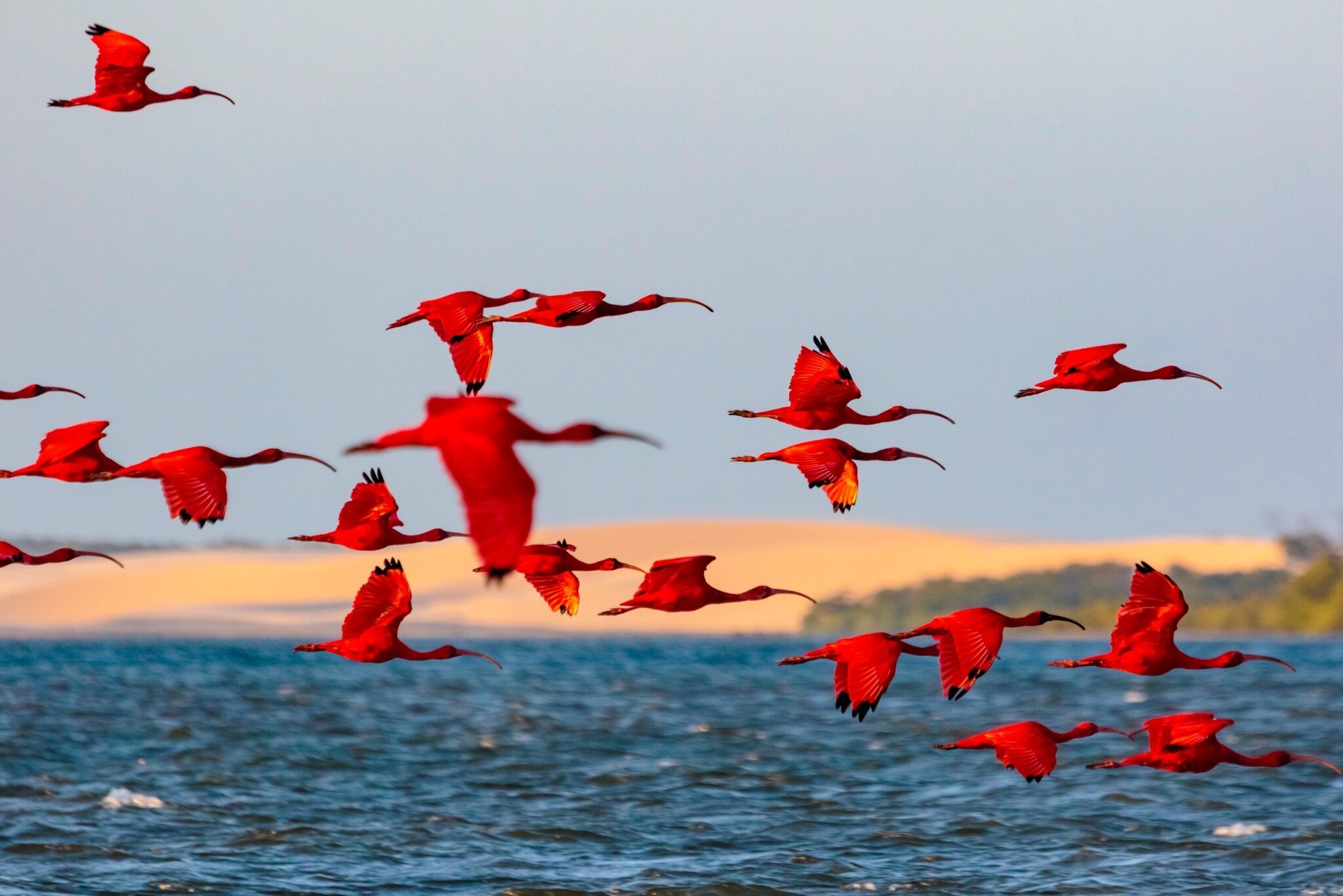 Piauí é destaque em Catálogo de Observação de Aves e avança no turismo de natureza