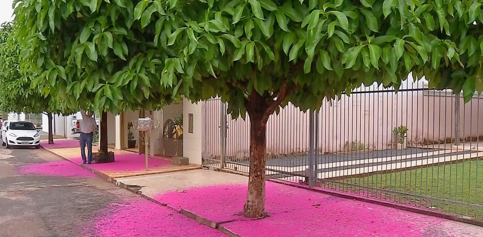 Época de florada do jambo acontece de agosto a fevereiro — Foto: TVCA/ Reprodução