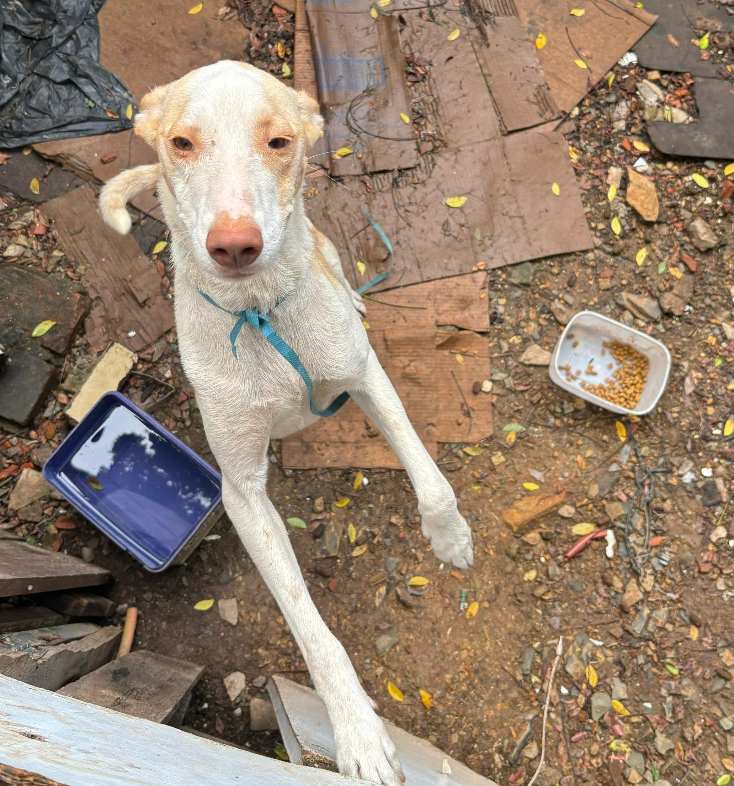 Cães são apreendidos após suspeita de maus-tratos em Piracicaba