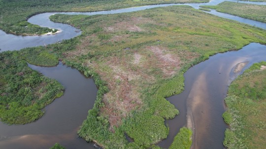Recuperação de manguezais com plantio de espécies quer frear mudanças climáticas - Foto: (Gisele Elis/Divulgação)