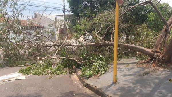 TV Paraguaçu - Raio atinge e mata cavalo durante temporal, em Presidente  Prudente