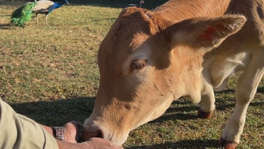 Zona rural atrai visitantes que buscam sossego e experiências no campo - Moradores da cidade vivenciam momento único em um rancho de Araçatuba (SP), onde podem ficar em contato com a natureza e participar das atividades da roça.