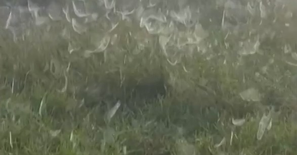 'Parece até uma praga': produtor encontra pasto completamente coberto com teias de aranha; veja vídeo