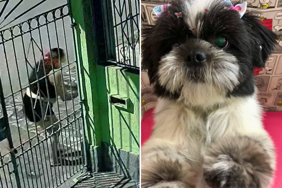 Mulher foi filmada furtando cachorra da raça Shih Tzu do quintal de casa em Praia Grande (SP) — Foto: Reprodução e Arquivo Pessoal