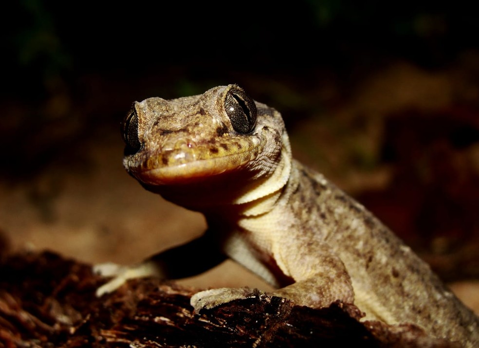 van der waals forças lagartixa