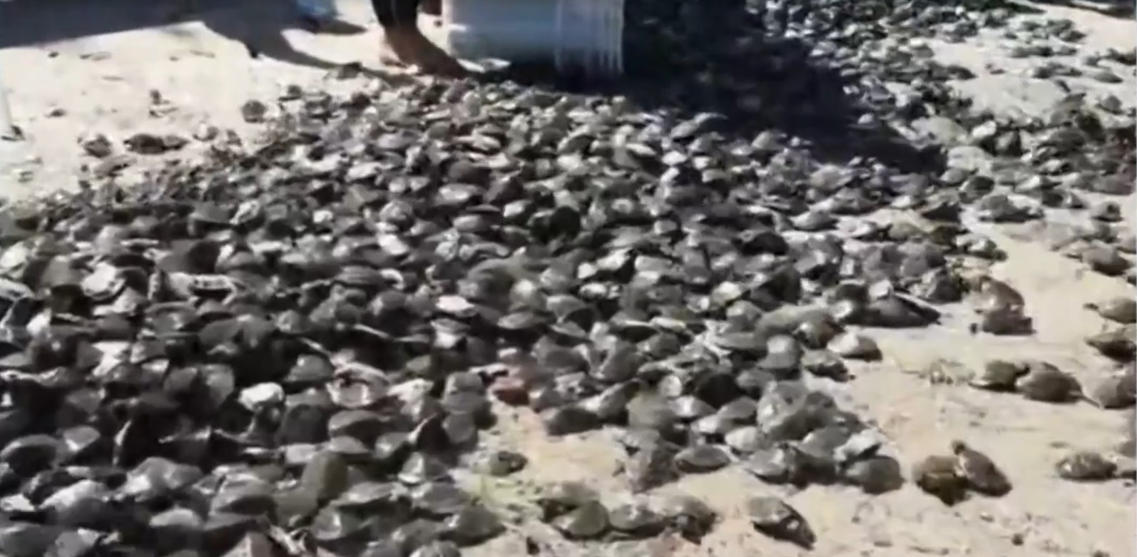 Mais de 9 mil quelônios são soltos em rio no interior do Amazonas; VÍDEO