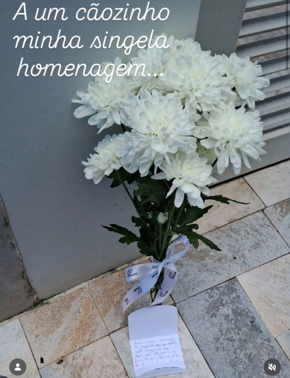 Protetora deixa flores e carta para cachorro morto com 12 tiros em MG: 'Fiz o que meu coração pediu'