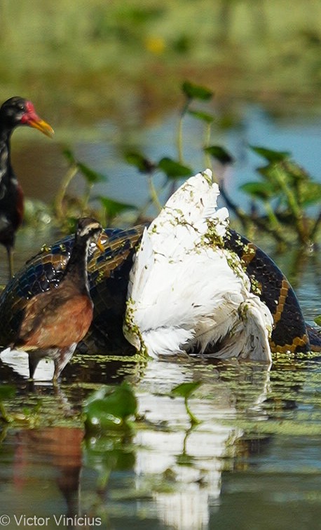 Sucuri-amarela é flagrada predando garça no Pantanal, MT