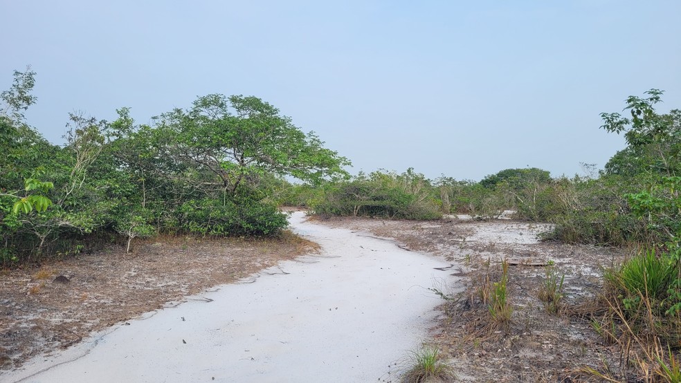 Poaieiro-de-chico-mendes vive em um tipo de vegetao rara e frgil chamada campinarana – ambiente de solo branco, arenoso e pobre em nutrientes, onde a floresta  baixa — Foto: Luciano Lima/TG