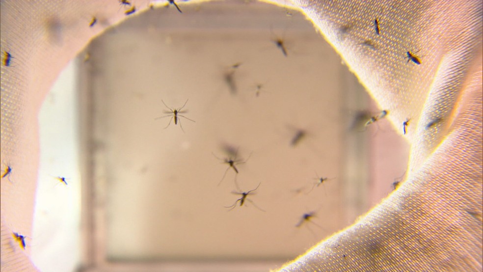 De acordo com a SES-MG, foram registrados 21.573 casos de dengue no estado neste ano.  — Foto: Reprodução/ TV Globo