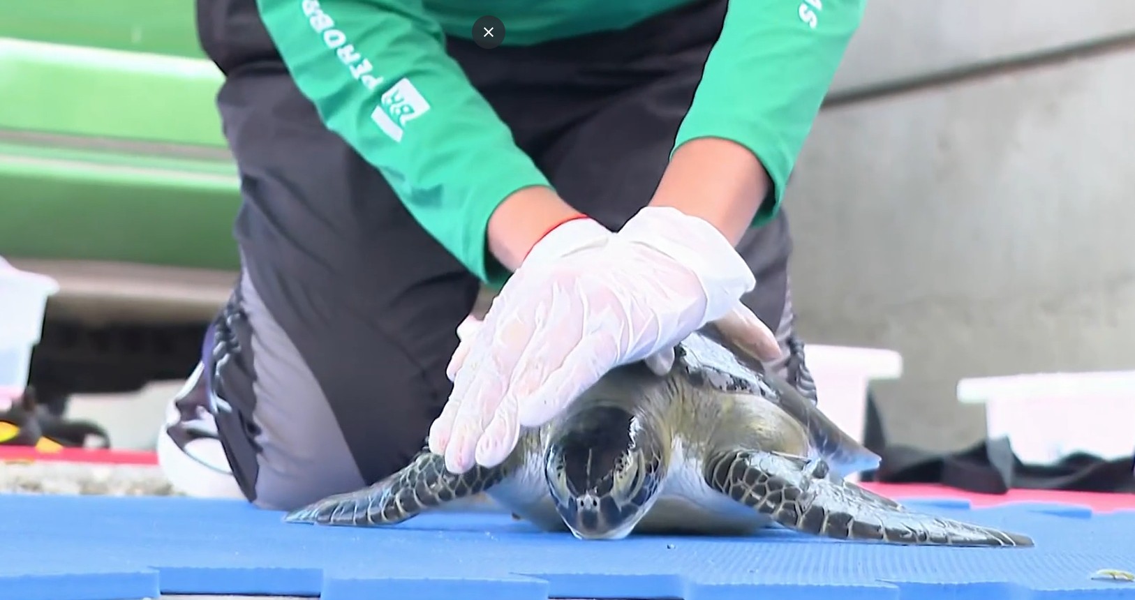 Quase metade das tartarugas monitoradas na Marina da Glória estão doentes