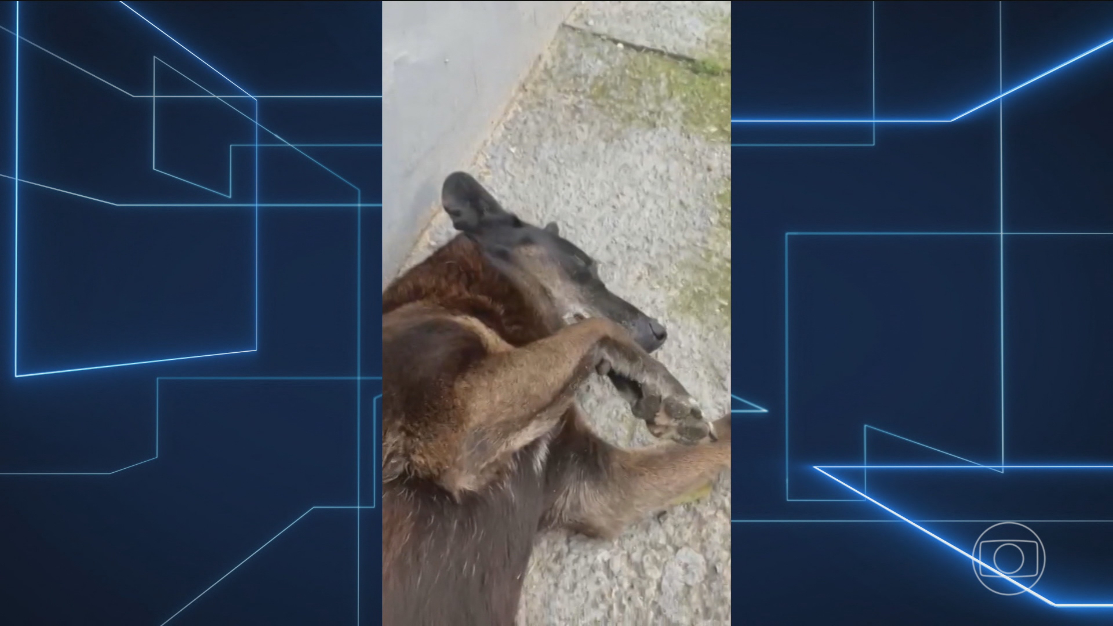 Polícia de SC conclui que apenas um adolescente teve envolvimento na morte do cão Orelha