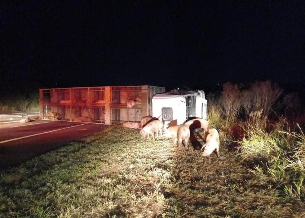 Caminhão com porcos tomba em rodovia de Itapetininga (SP) — Foto: Artesp/Divulgação
