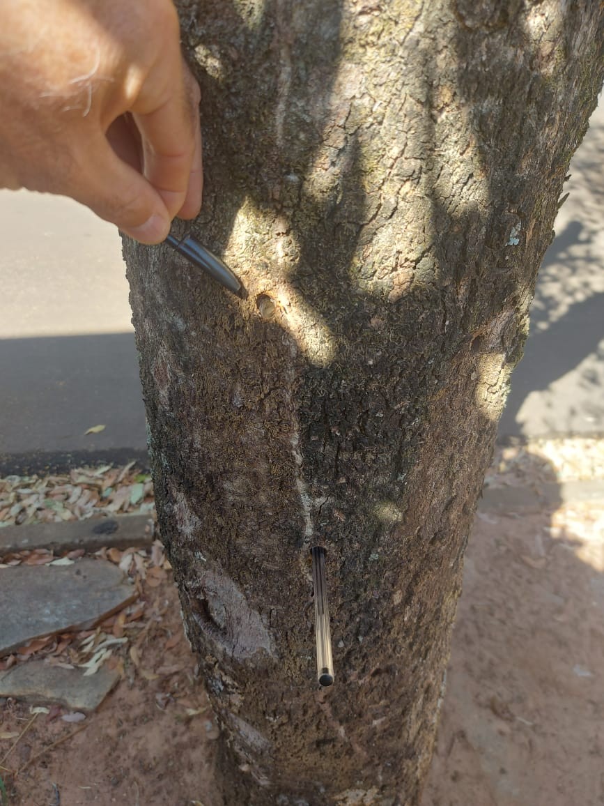 Polícia Ambiental constata envenenamento e corte irregular de árvores em calçada em Regente Feijó