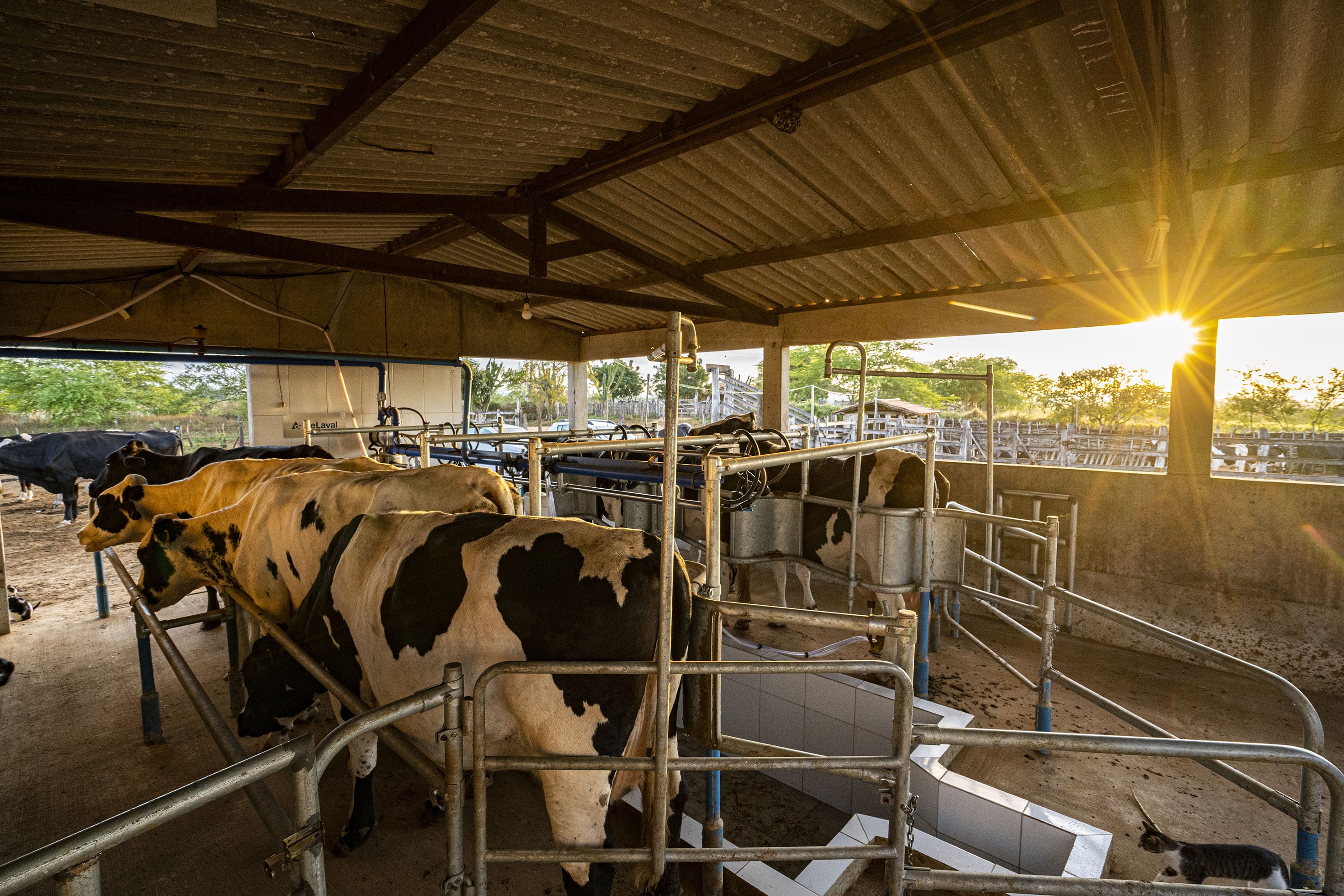 Senar abre 370 vagas para cursos gratuitos do setor agropecuário na Bahia; confira oportunidades