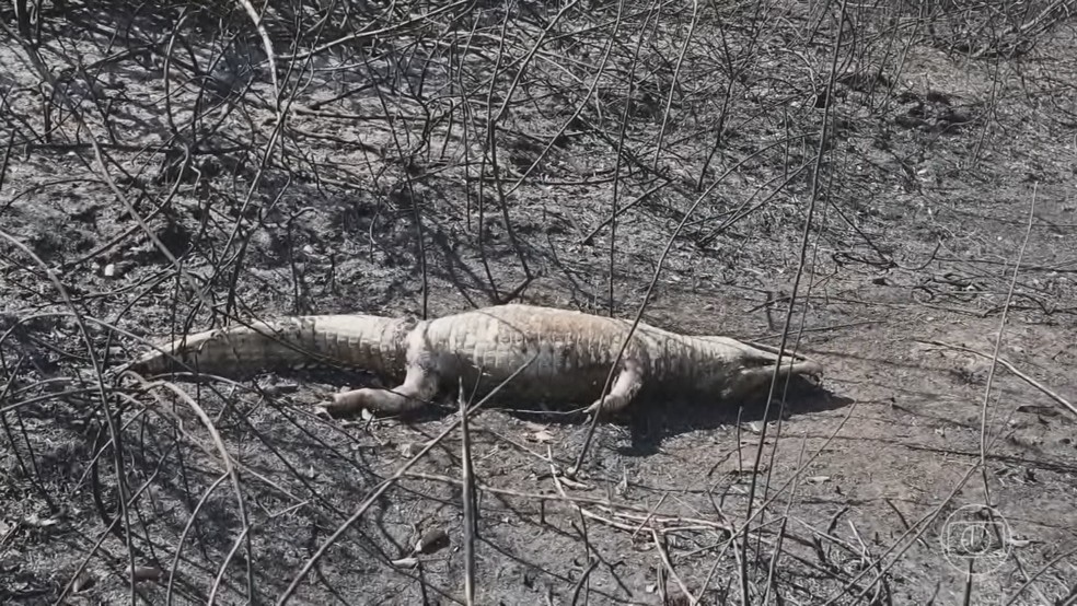 Biólogos e veterinários fazem varredura para avaliar o impacto do fogo na fauna do Pantanal — Foto: Jornal nacional/ Reprodução
