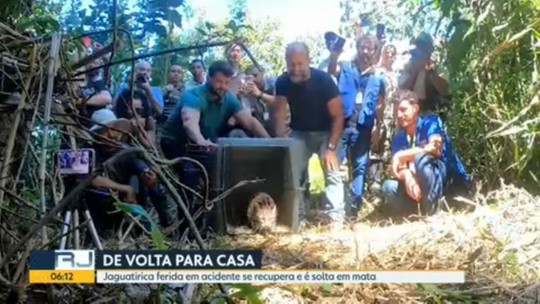 O Instituto Estadual do Ambiente soltou uma jaguatirica perto do Parque Estadual da Serra da Concórdia, em Valença, no Sul do estado - Programa: Bom Dia Rio 