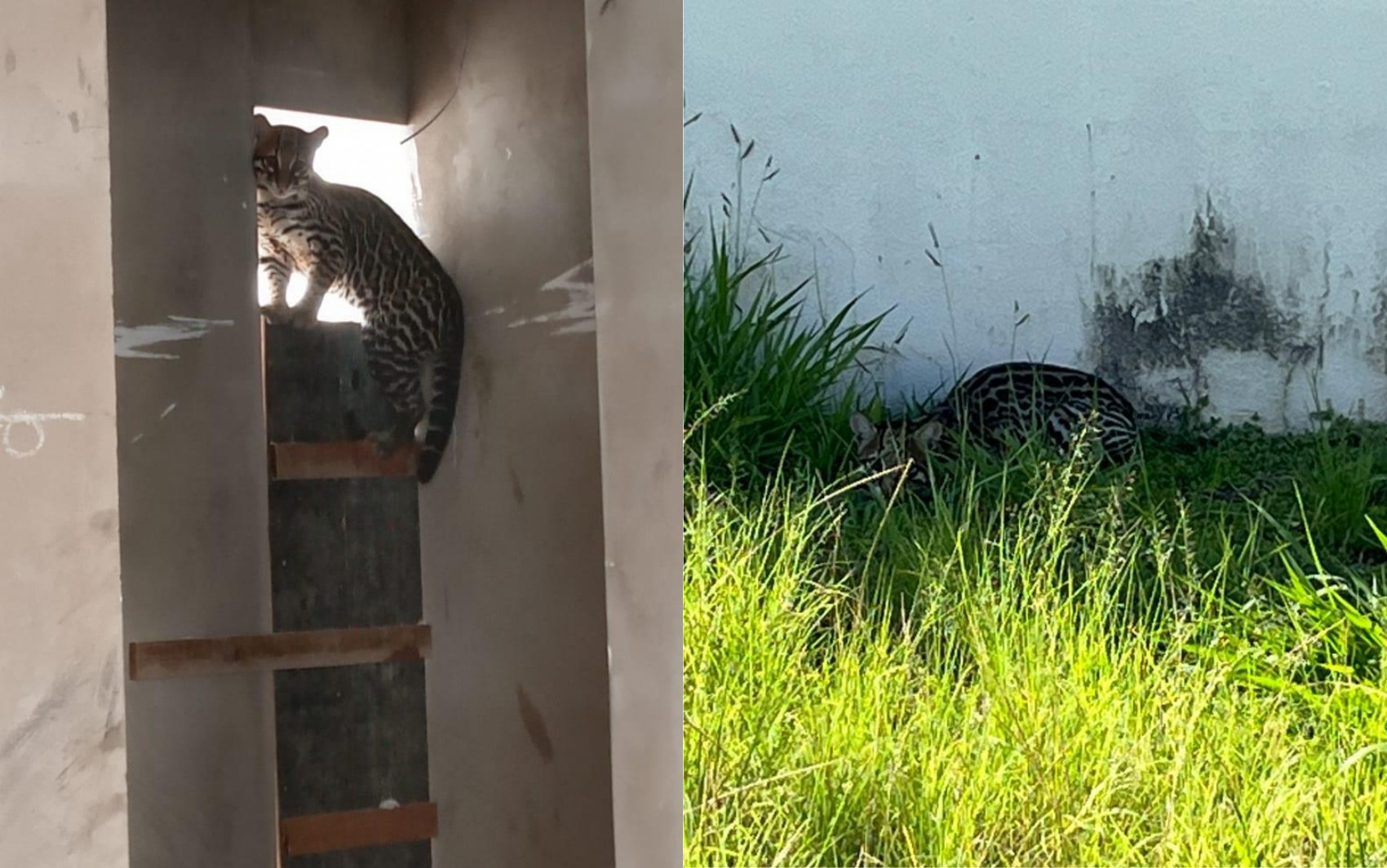 Jaguatirica é resgatada após se esconder dentro de banheiro em condomínio de Franca, SP