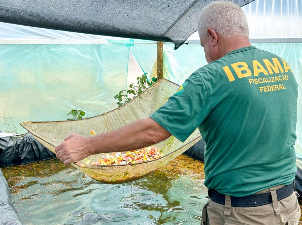 Peixes geneticamente modificados são apreendidos em todo o país — Foto: Ibama/Divulgação